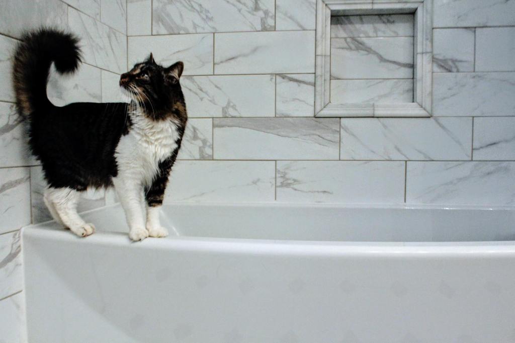 Maintaining a Cat’s Litter Box: Tips for a Clean and Happy&nbsp;Environment