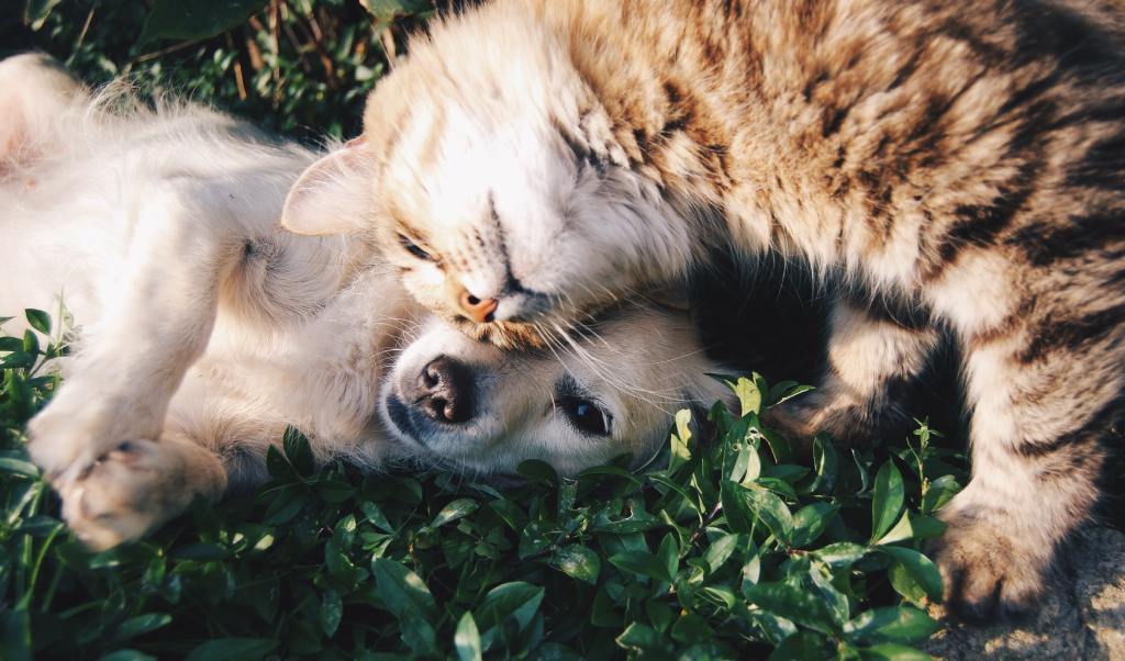 The Delightful Dilemma: Navigating the Charms of Cats vs. Dogs as&nbsp;Companions
