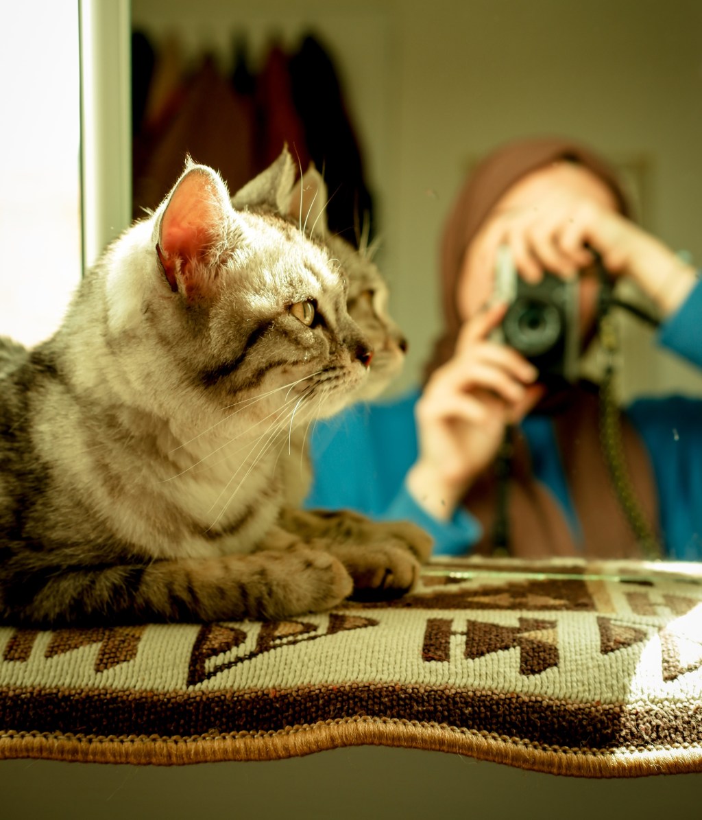Capturing Paw-some Moments: Tips for Taking Great Cat&nbsp;Pictures