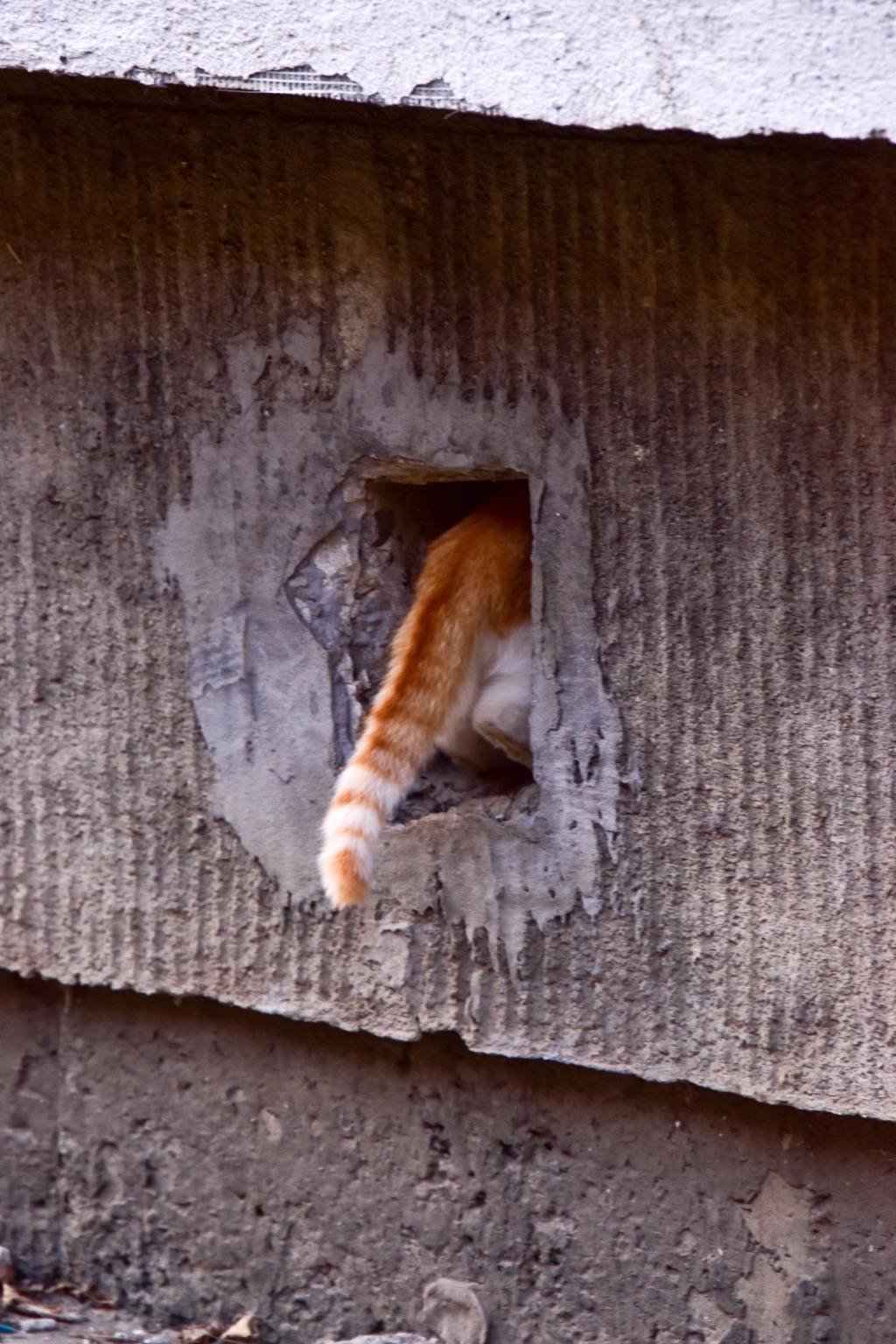 A tale about a cat’s&nbsp;tail