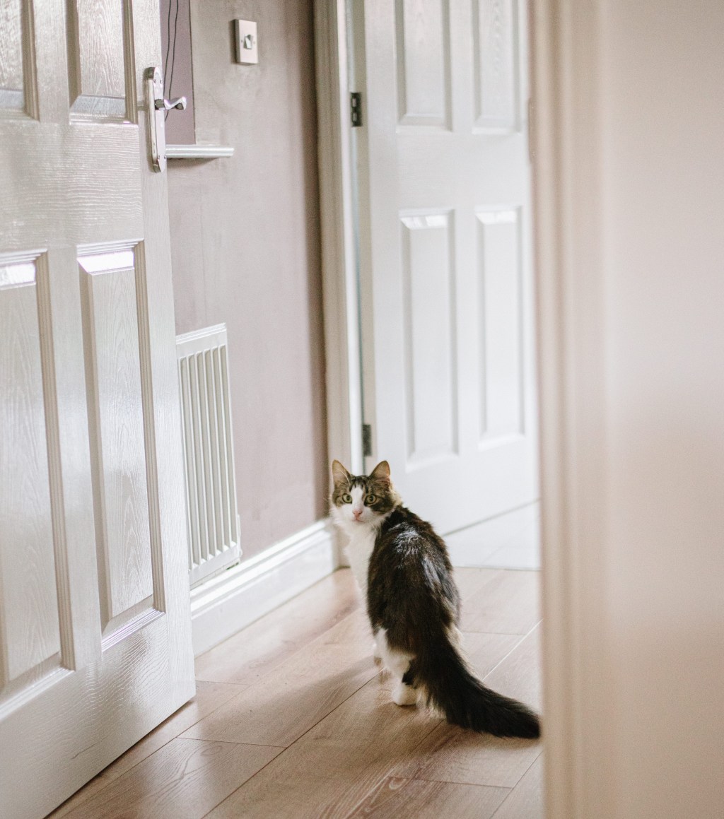 The Etiquette of Handling Other People’s&nbsp;Cats