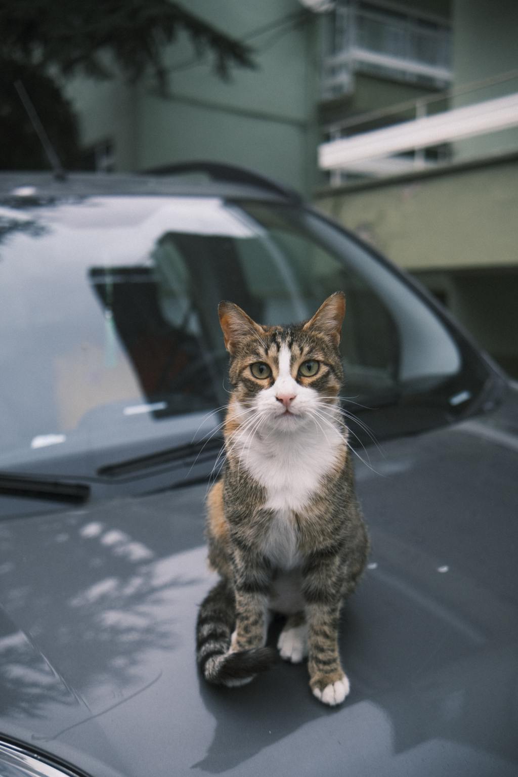 Transporting Your Kitty: A Guide to Car Travel with&nbsp;Cats