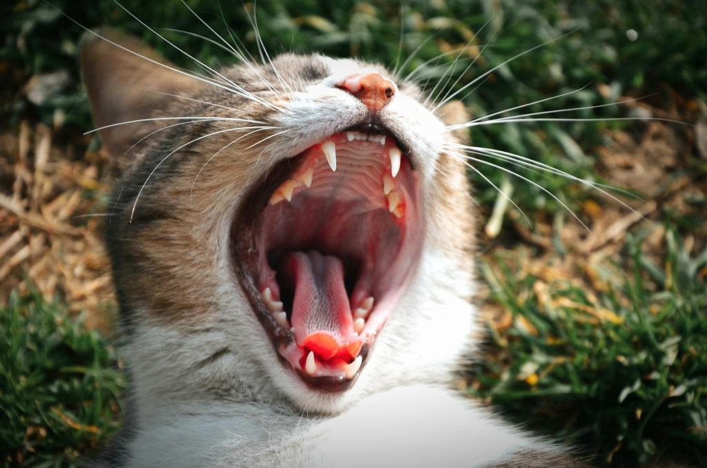 Taking Care of Your Cat’s&nbsp;Teeth