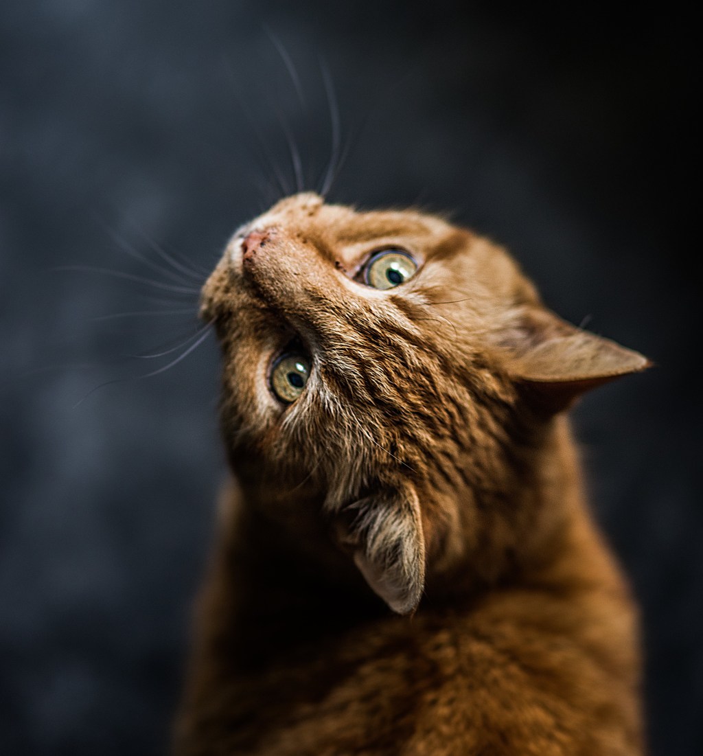Understanding Feline Aging