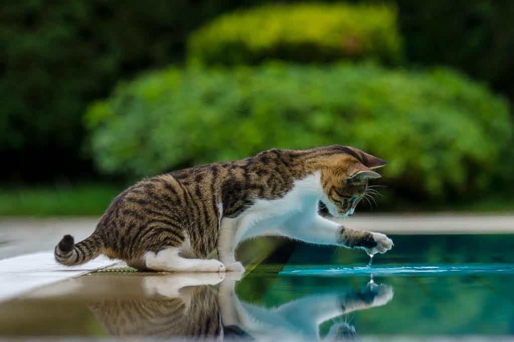 The Surprising Science Behind Cats’ “Liquid” Bodies