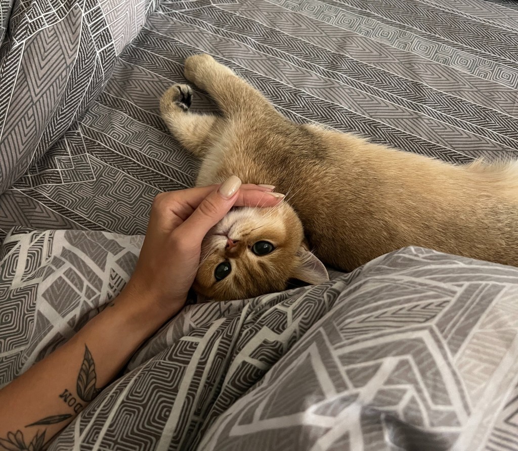 The Therapeutic Effect of Feline&nbsp;Companionship