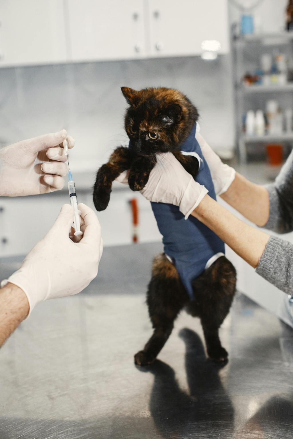 Your Cat’s Immunization&nbsp;Needs