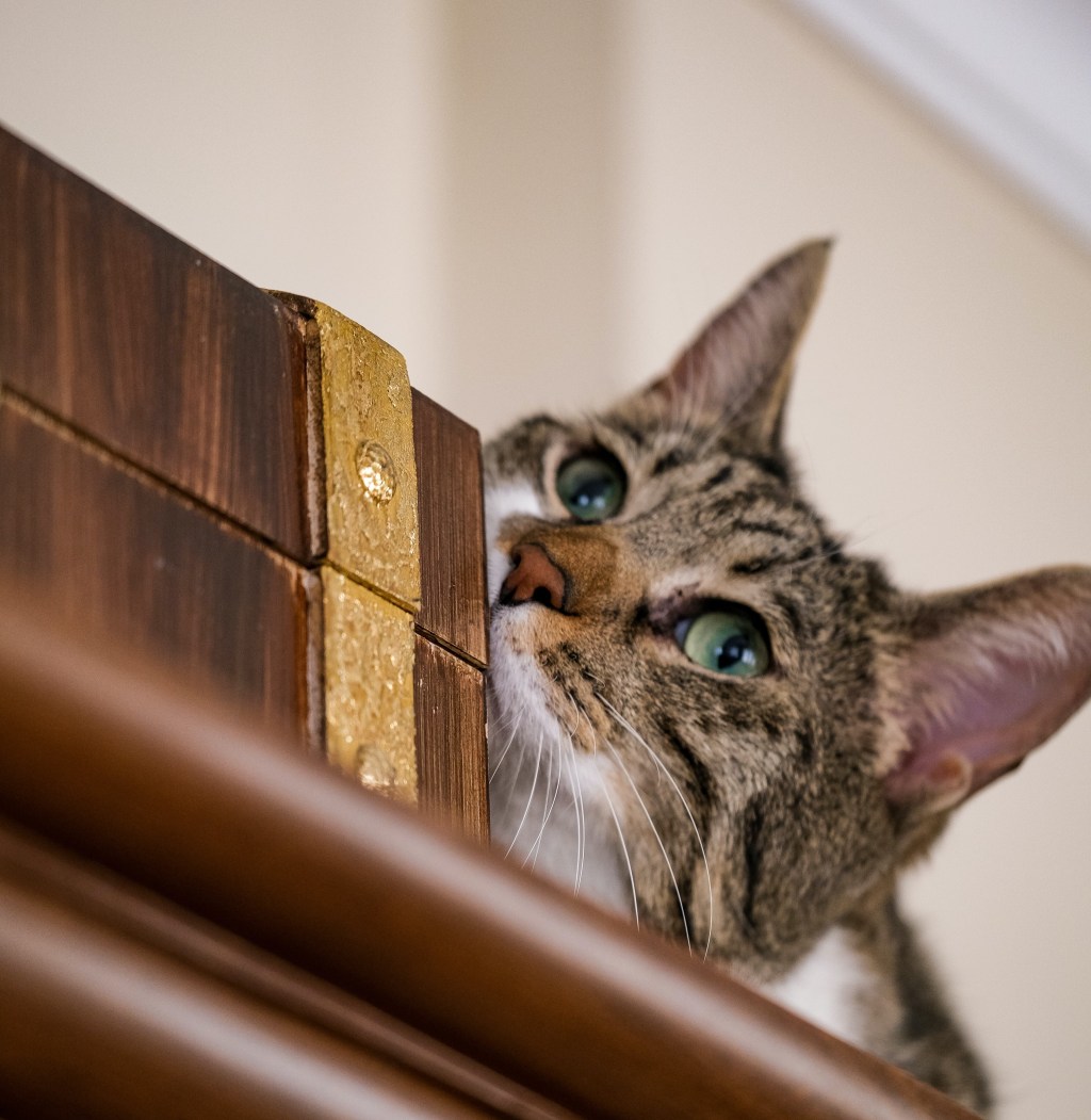 The Mysterious Vomeronasal Organ in&nbsp;Cats