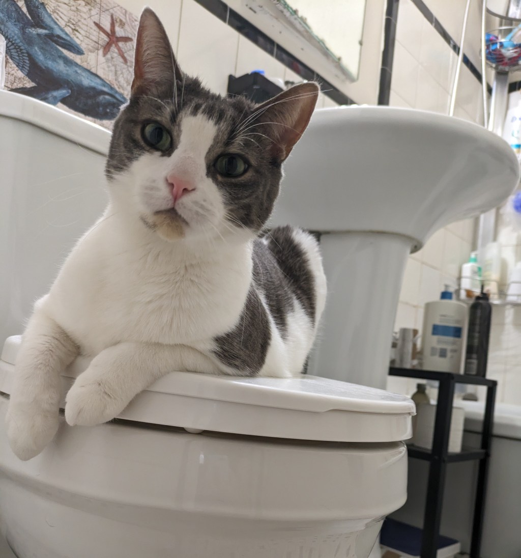 Choosing a Litter&nbsp;Box