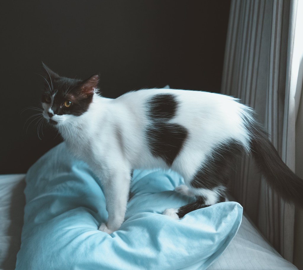 The Art of&nbsp;Kneading