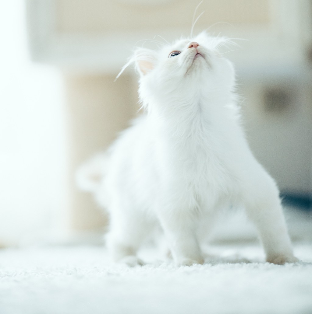 A few easy tricks to teach your&nbsp;cat