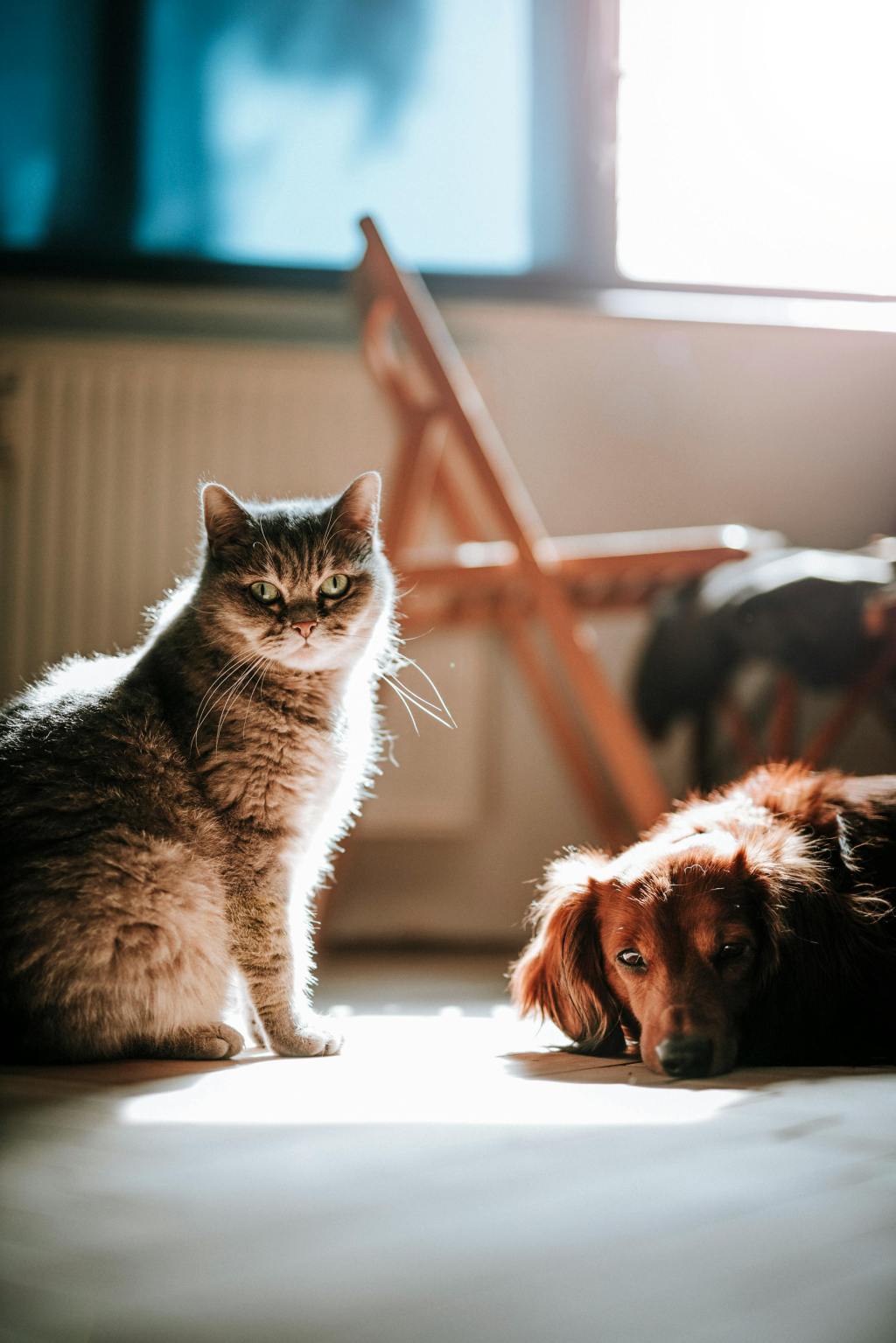 Should you get a cat or a&nbsp;dog?