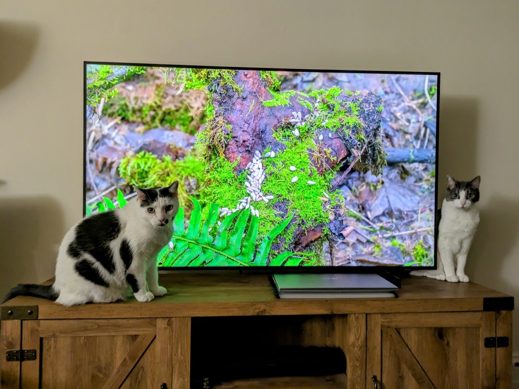 Two cats watching bird TV on a television, captivated by the birds on the screen, an engaging activity for indoor cats.