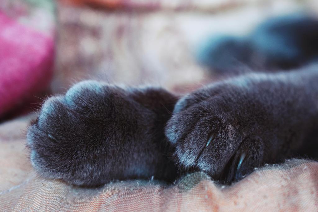 Close-up of a black cat's paws showing natural claws, highlighting the importance of preserving a cat’s claws.