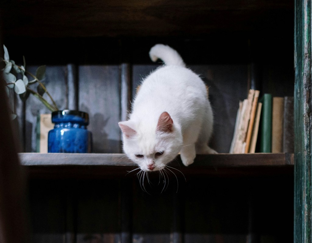 Cat about to jump off a shelving unit