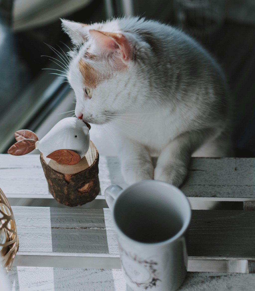 Why Cats Knock Things Off Tables (The Real&nbsp;Reason)