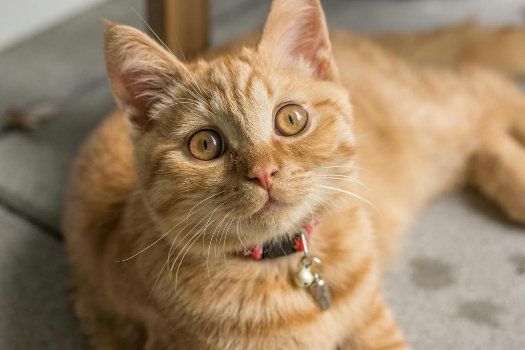 Tabby cat wearing a red collar with a bell and looking up at the camera