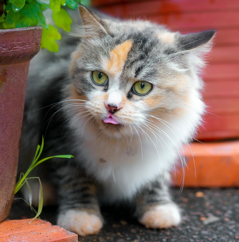 Mixed colour cat with some grey and white and tabby tones sitting outside beside a pot of plant, with its tongue slightly out