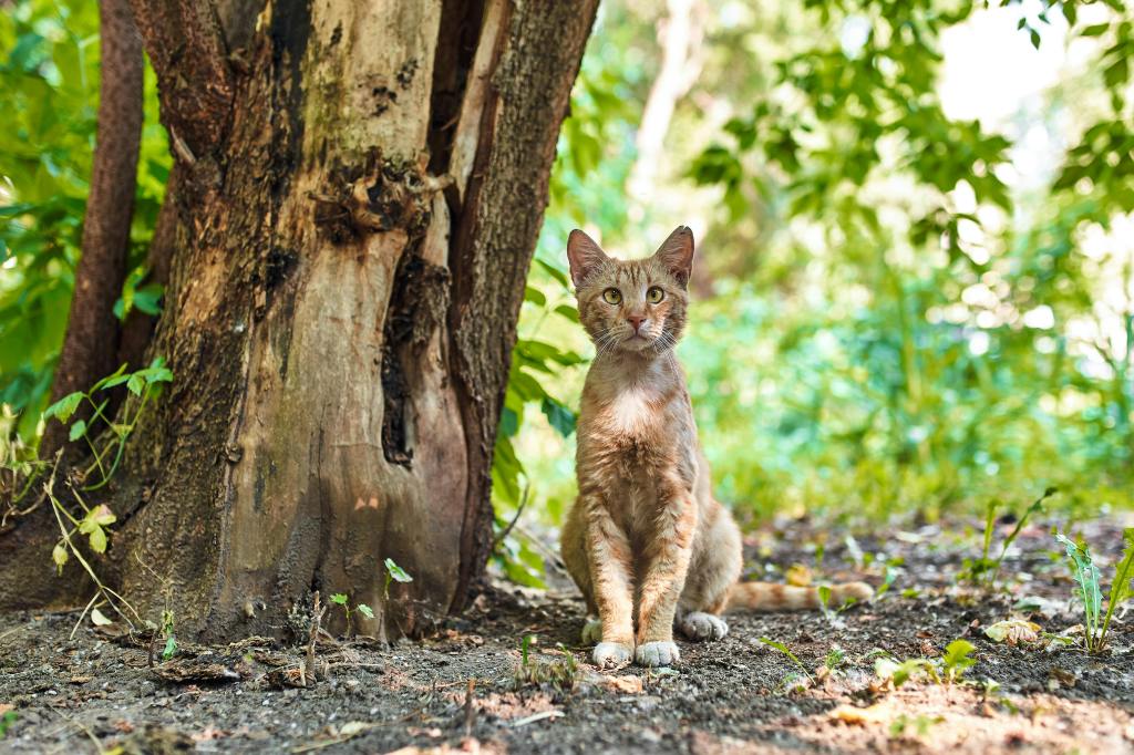 tabby cat sitting outside beside a tree, posing for the camera
